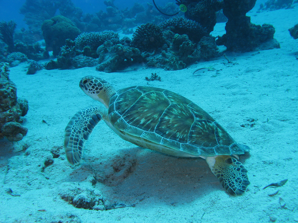 A juvenile green sea turtle
