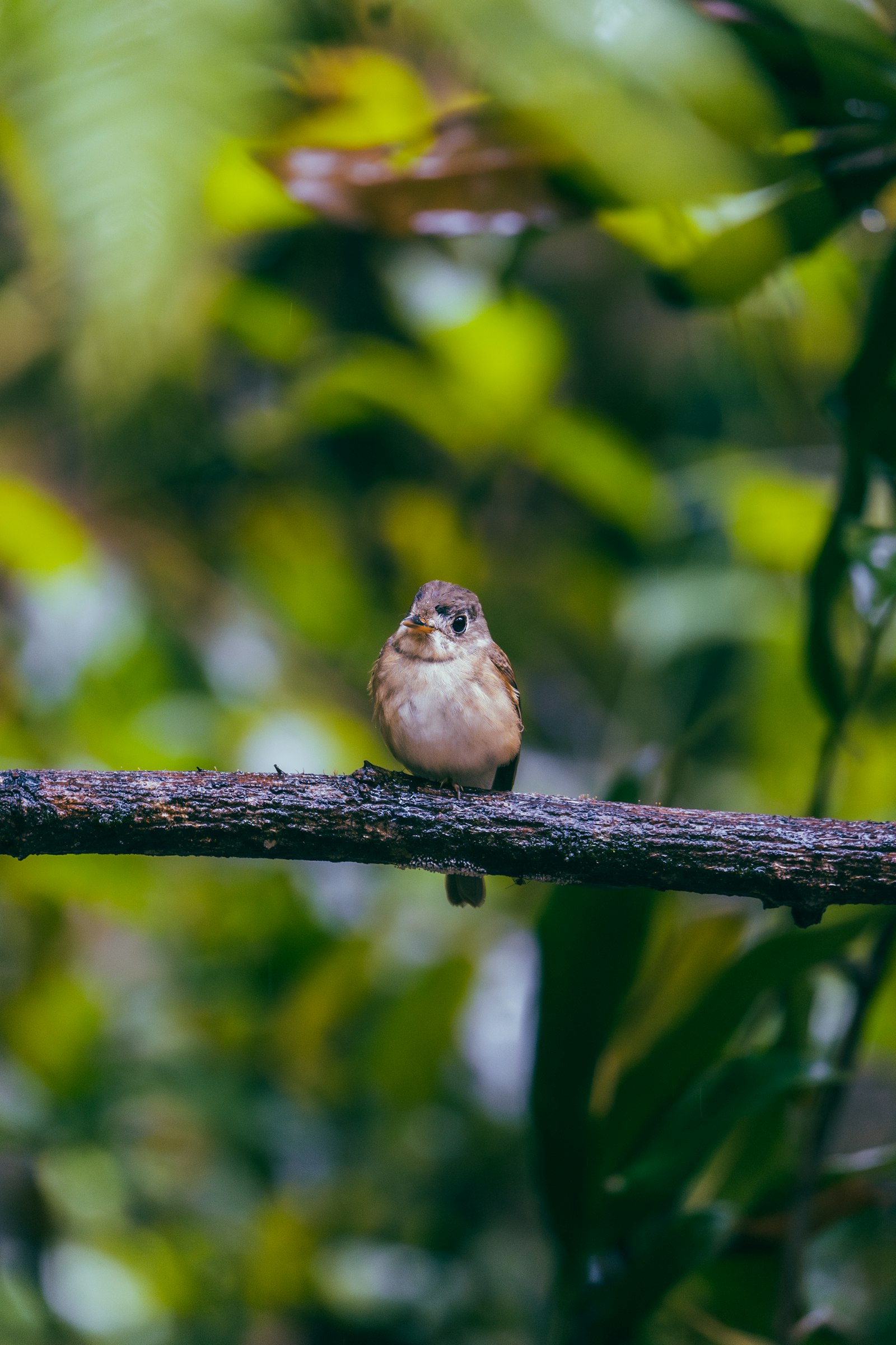 A small bird on a branch in Sinharaja