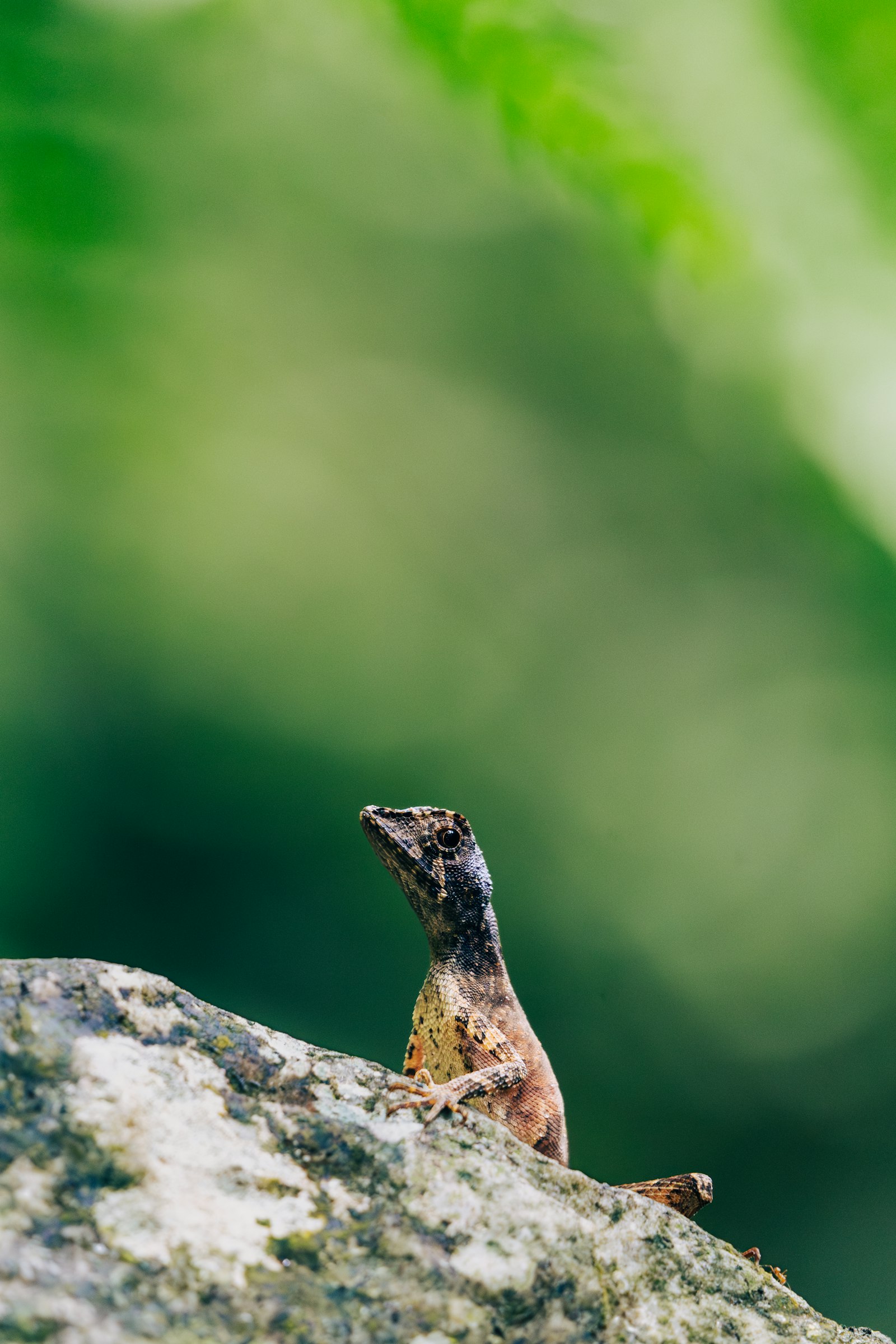 A lizard on a rock in the Sinharaja understorey