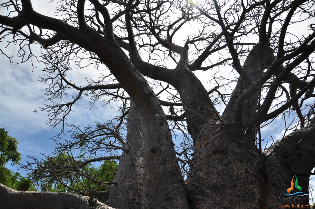 Looking up into the canopy of a giant baobab tree on Delft island