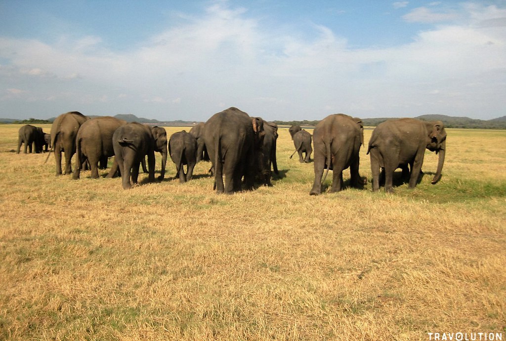 An elephant herd on the dry tank bed at Minneriya