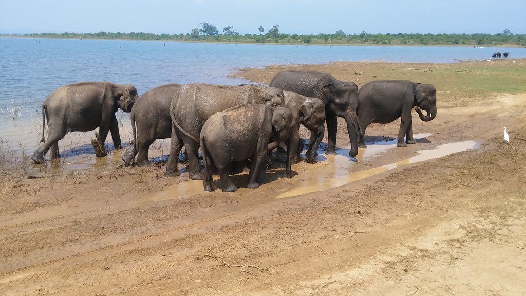 An elephant herd drinks at the reservoir edge in Udawalawe National Park