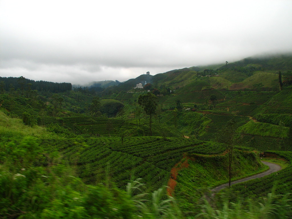 Mist over tea-carved hills on the road to Nuwara Eliya