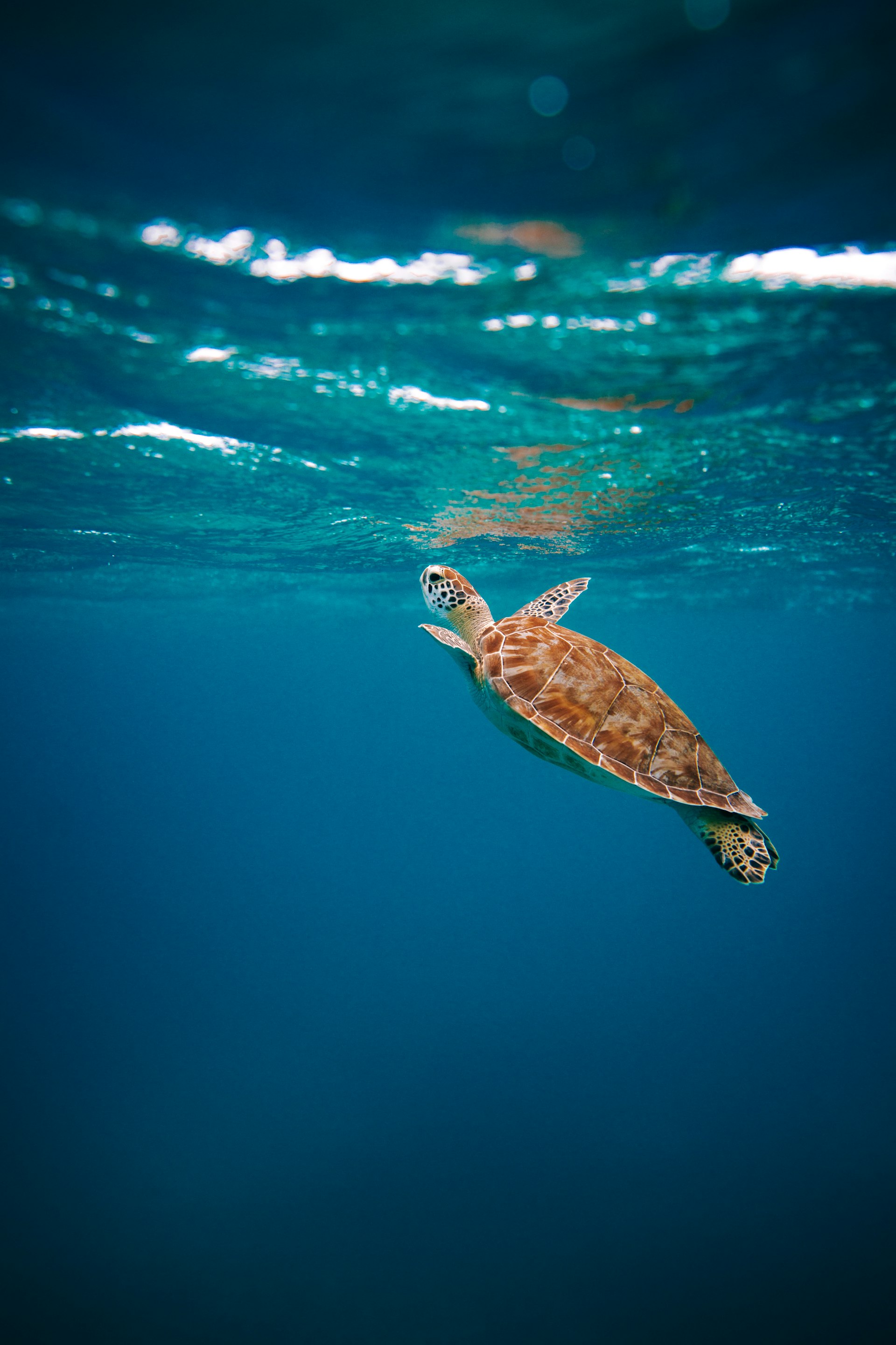 Green turtle in clear water