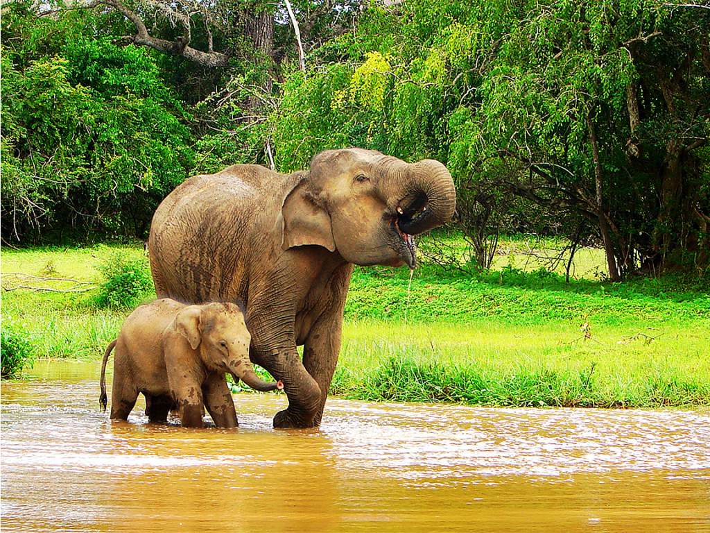 Elephant herd on open grassland
