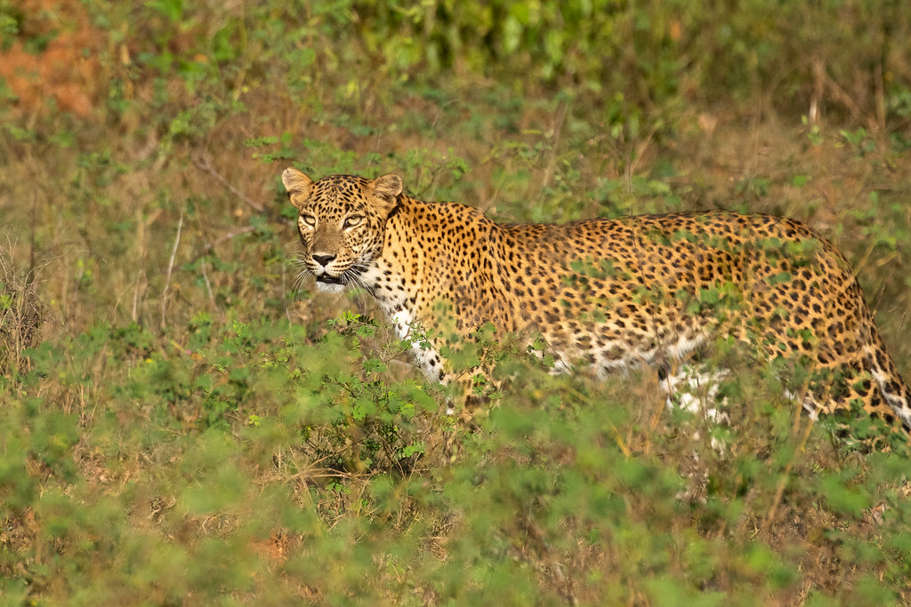 Leopard in Yala scrub