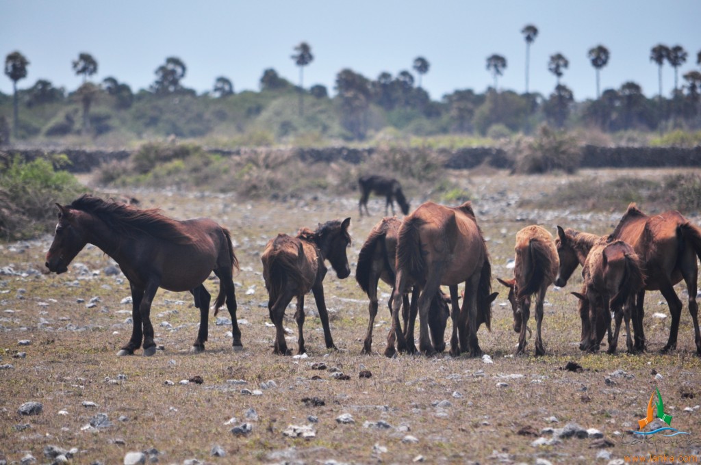 Wild horses grazing among palmyrah palms on Delft Island