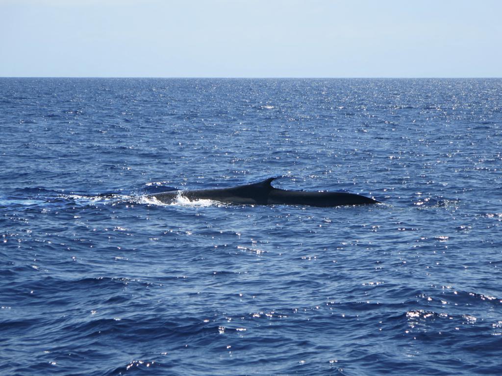 Blue whale rolling in open water