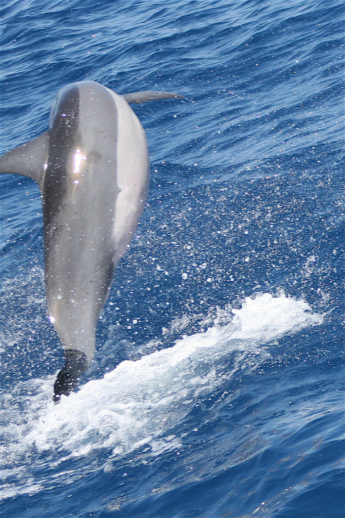 Spinner dolphin breaching