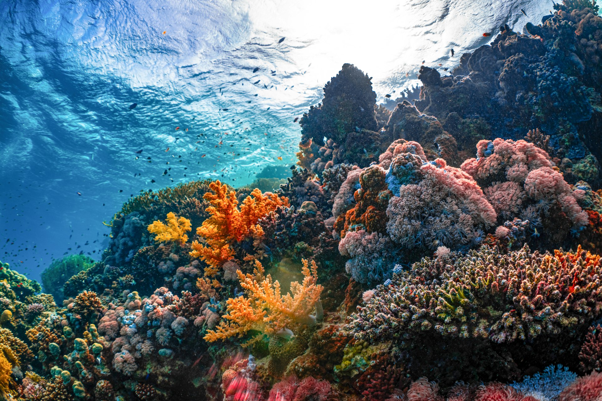 Bar Reef Marine Sanctuary cover photo
