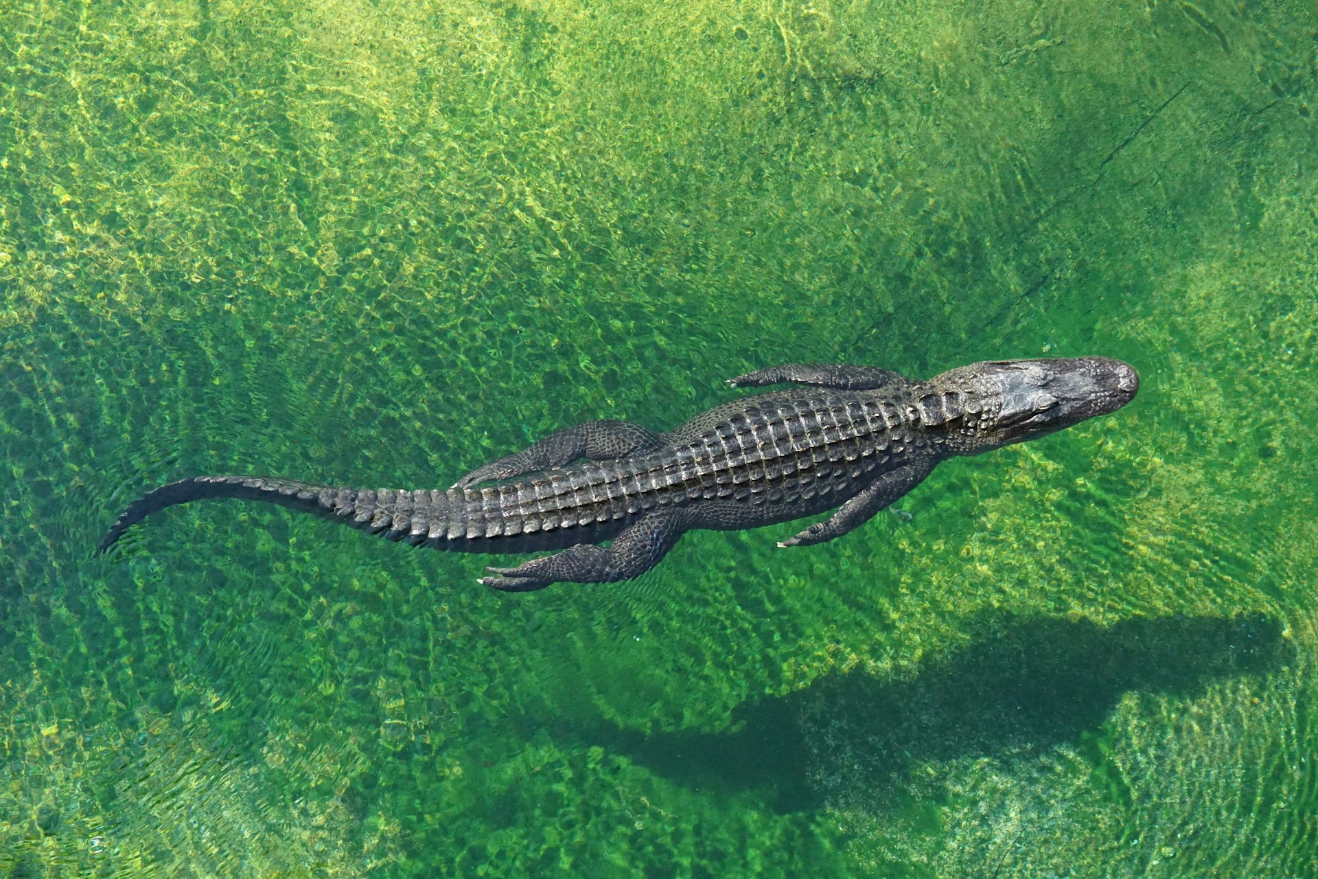 Crocodile Rock cover photo