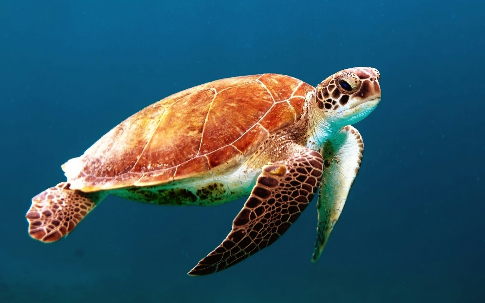Rekawa Turtle Beach cover photo