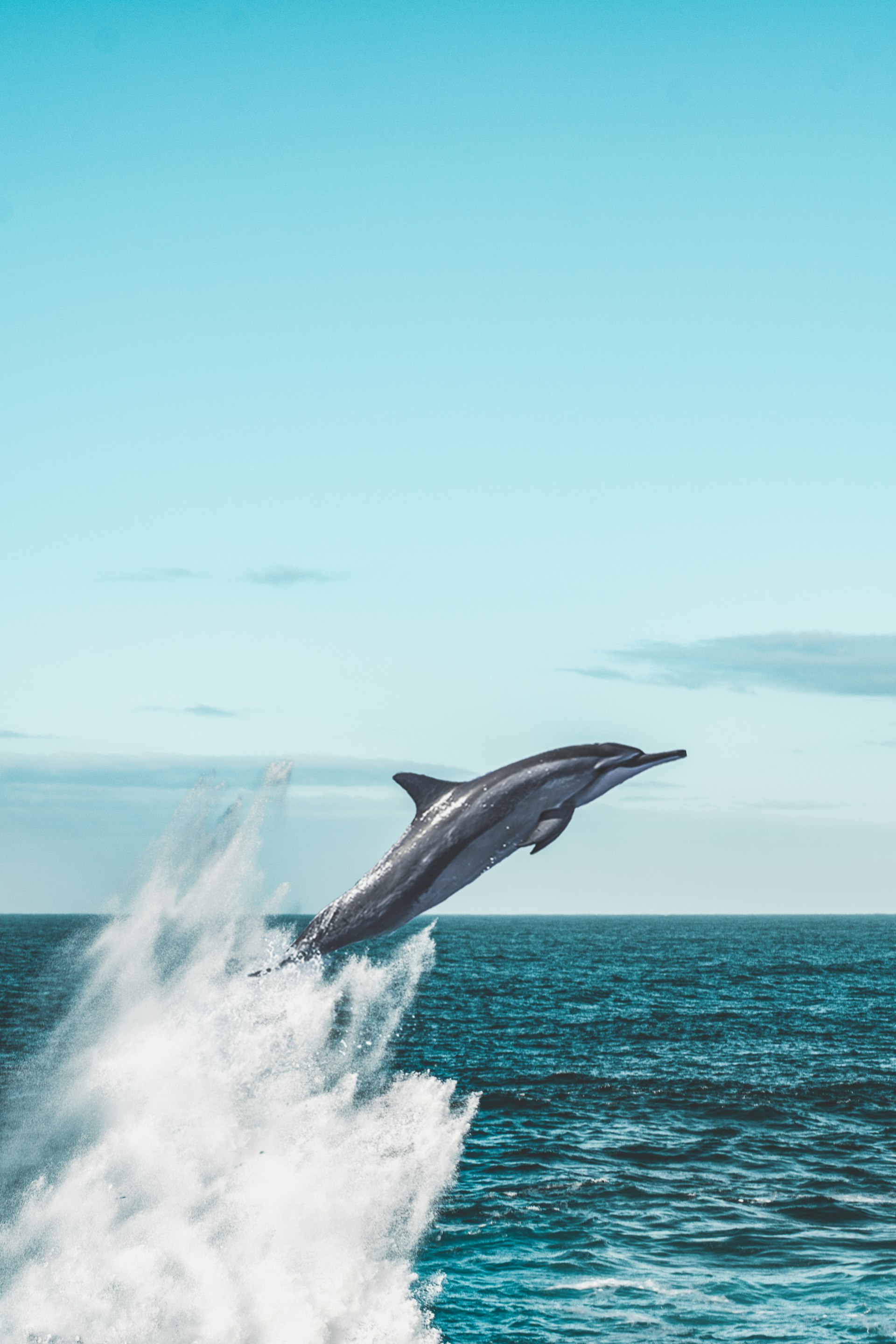Kalpitiya Dolphin and Whale Watching — Puttalam Travel Guide cover illustration