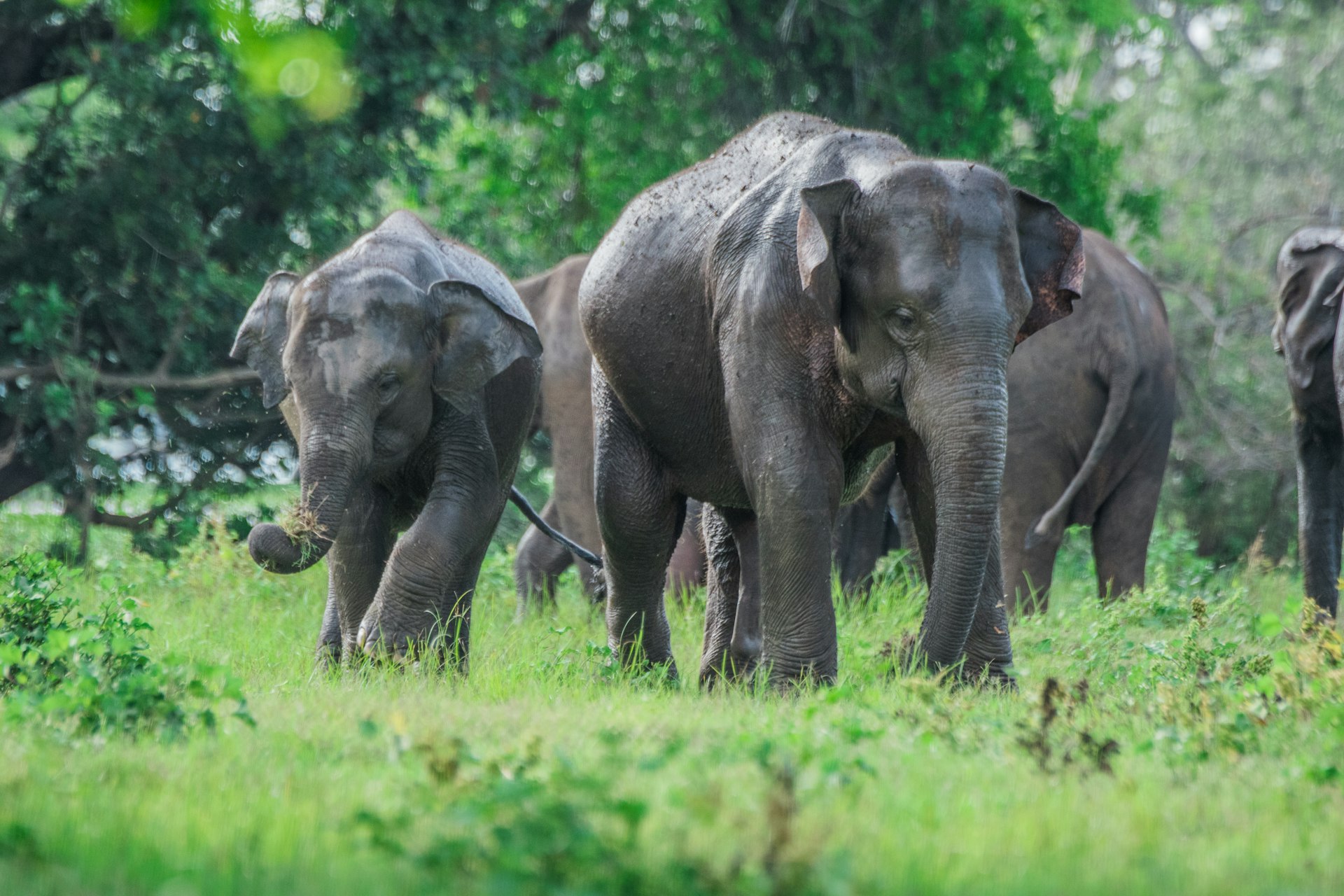 Millennium Elephant Foundation cover photo