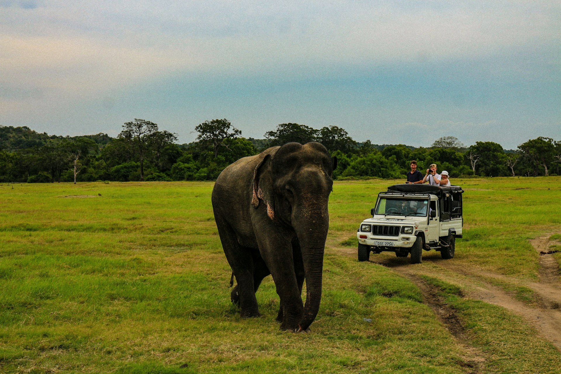 Minneriya National Park Elephant Safari — Polonnaruwa Travel Guide cover illustration
