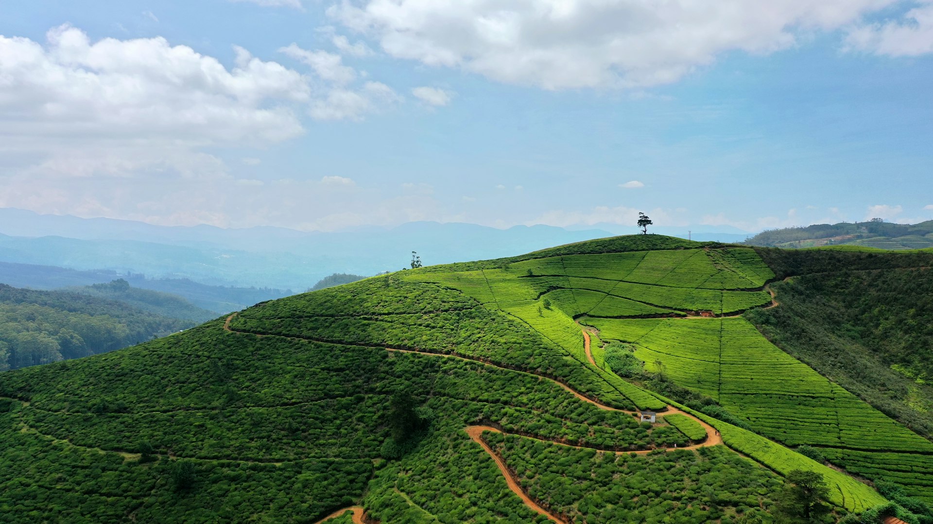 Moon Plains (Single Tree Hill area) — Nuwara Eliya Travel Guide cover illustration