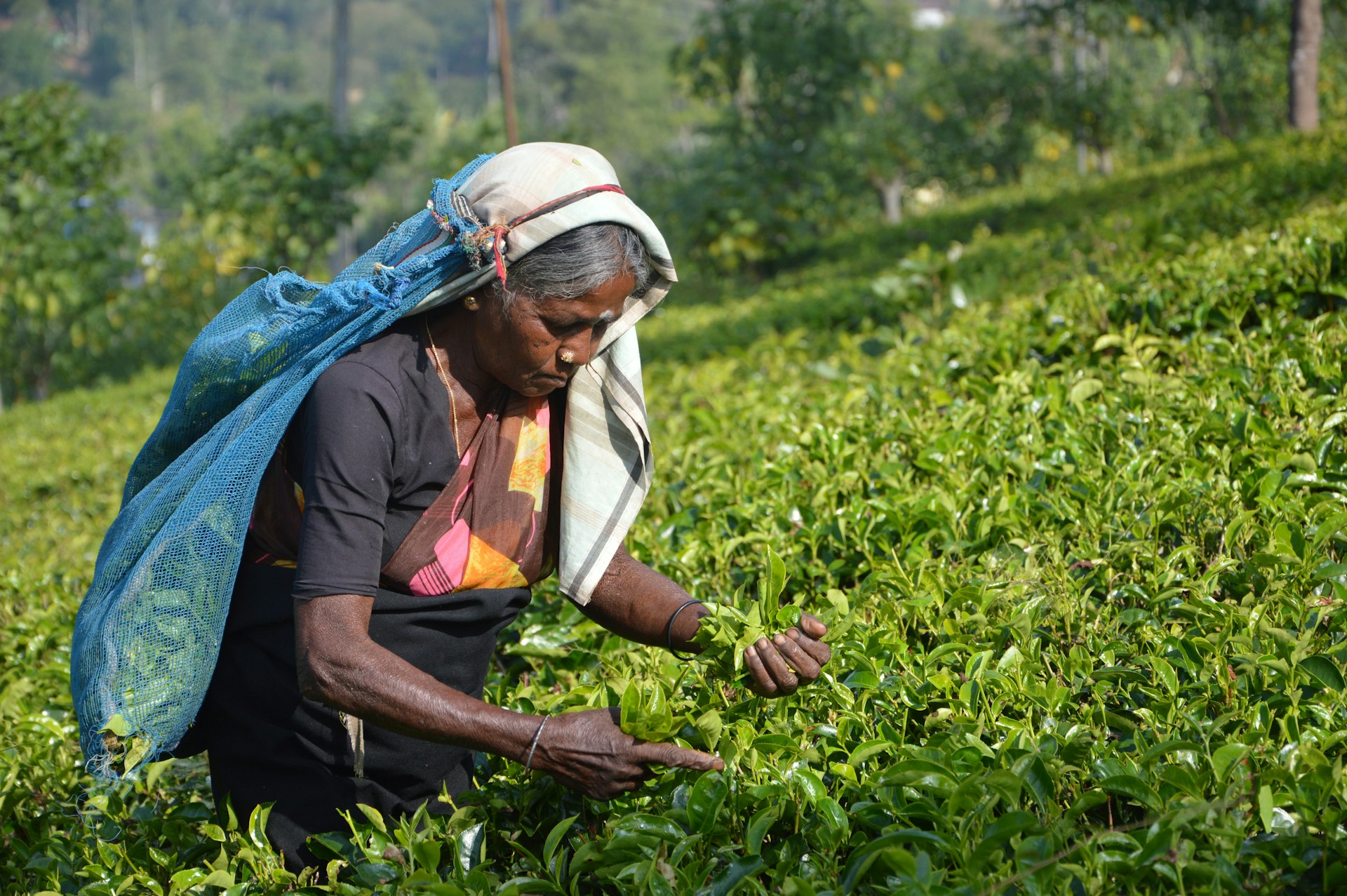 Pedro (Damro) Tea Estate and Factory — Nuwara Eliya Travel Guide cover illustration