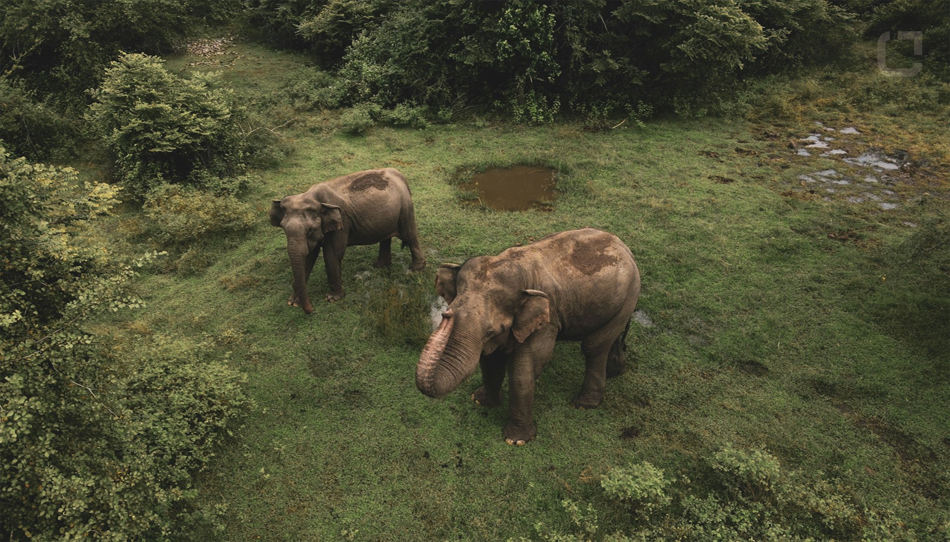 Pinnawala Elephant Orphanage — Kegalle Travel Guide cover illustration