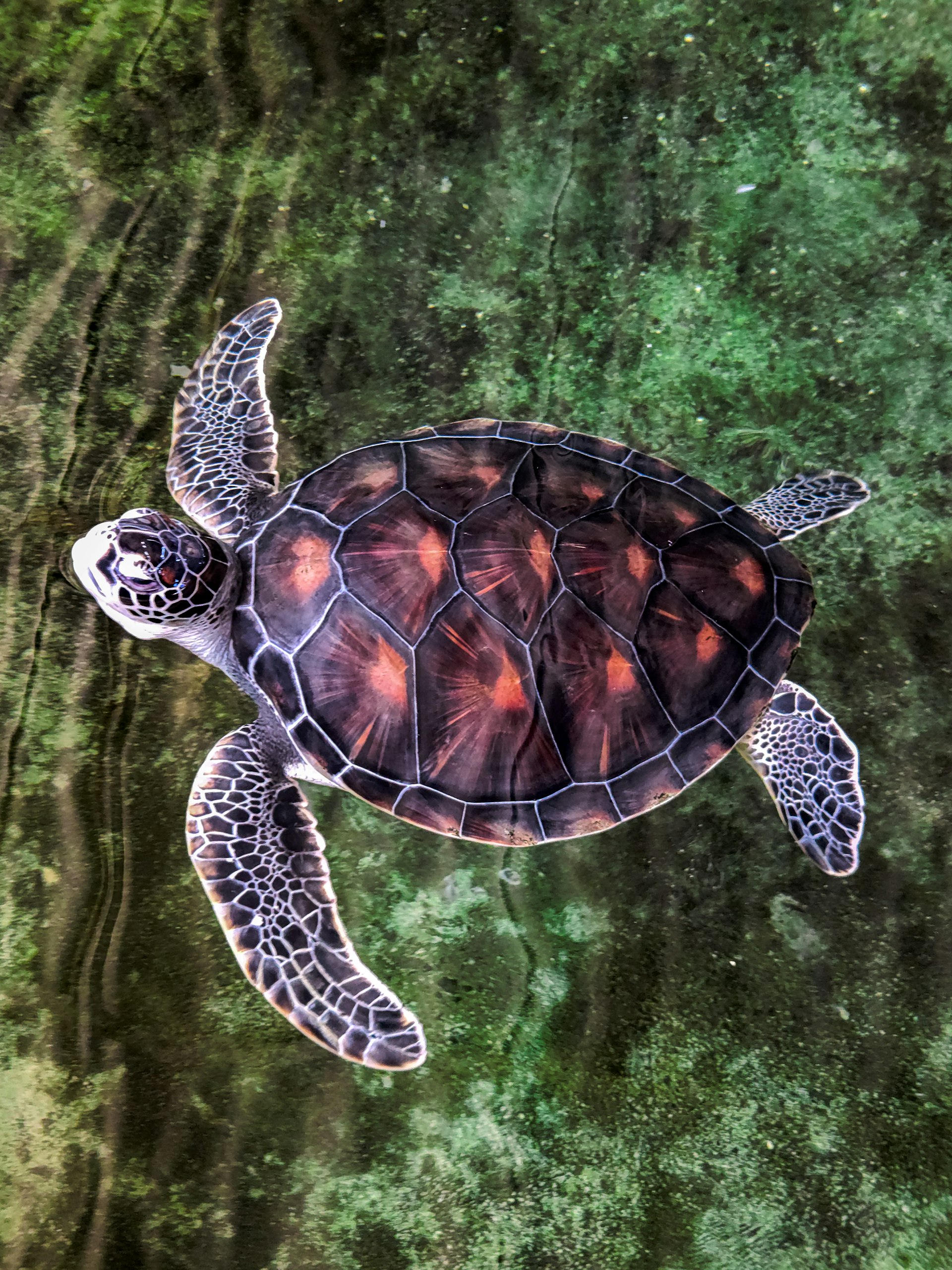 Rekawa Turtle Beach — Hambantota Travel Guide cover illustration