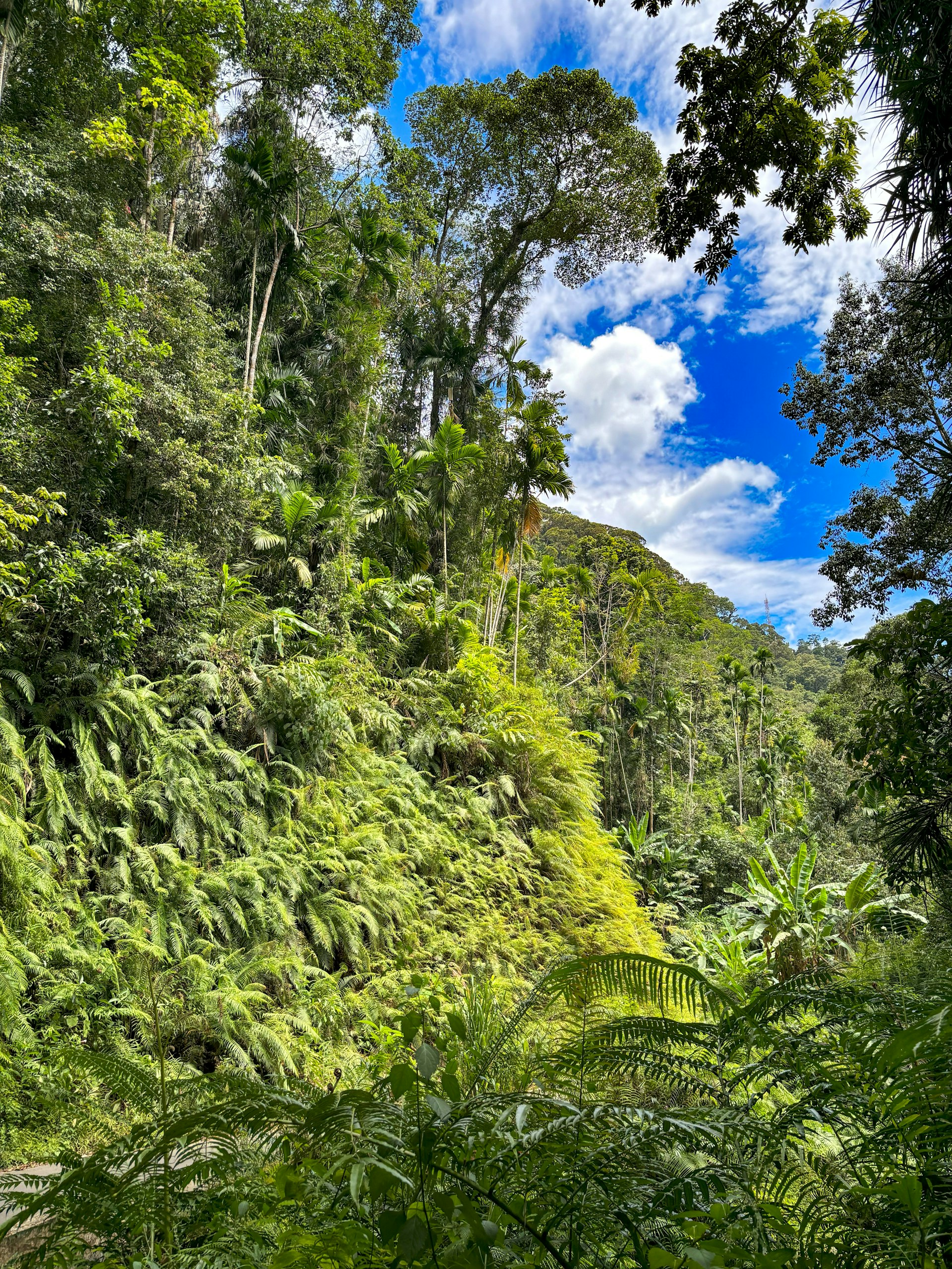 Sinharaja Forest Reserve, Kudawa Entrance — Ratnapura Travel Guide cover illustration