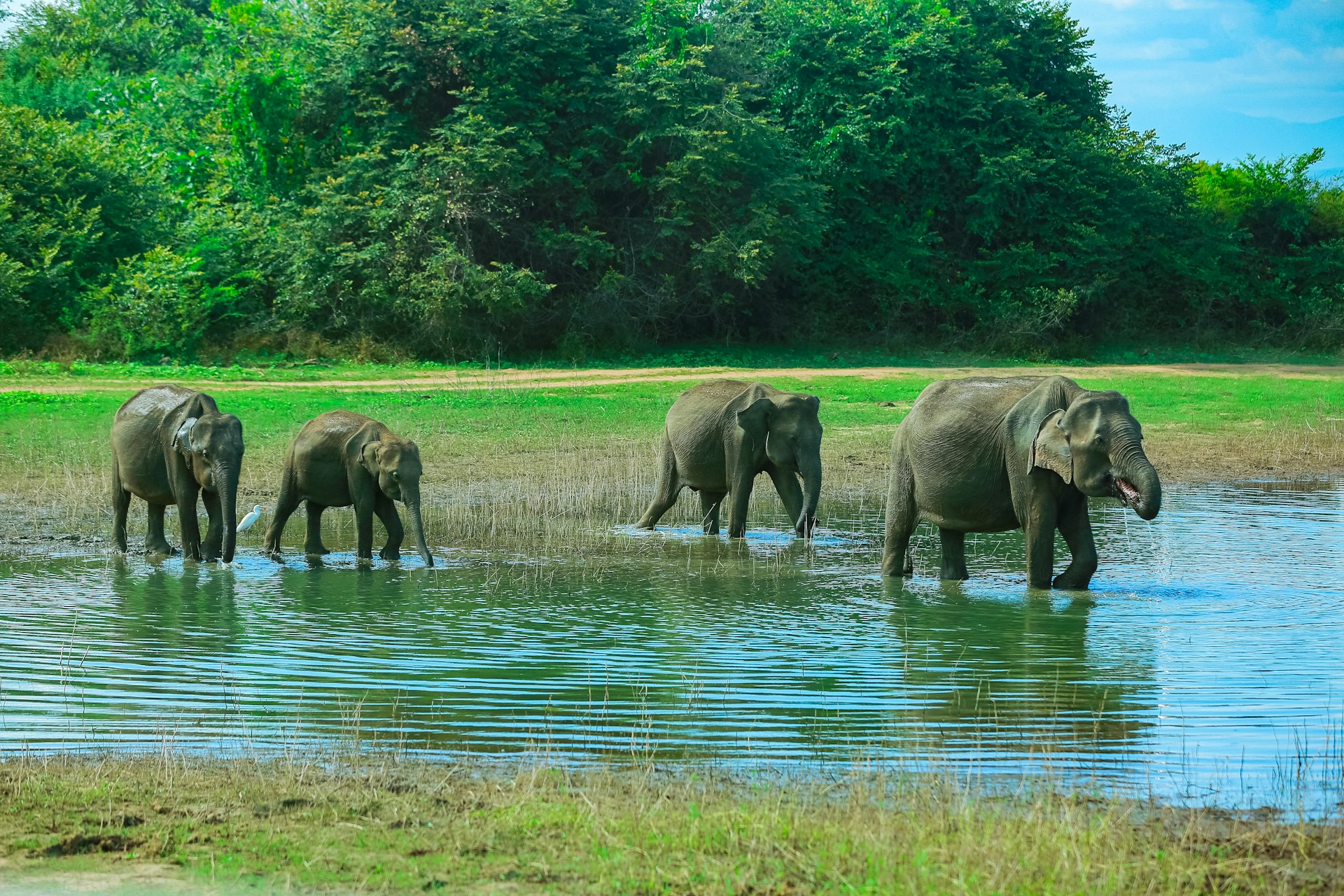 Udawalawe National Park (eastern edge) — Ratnapura Travel Guide cover illustration