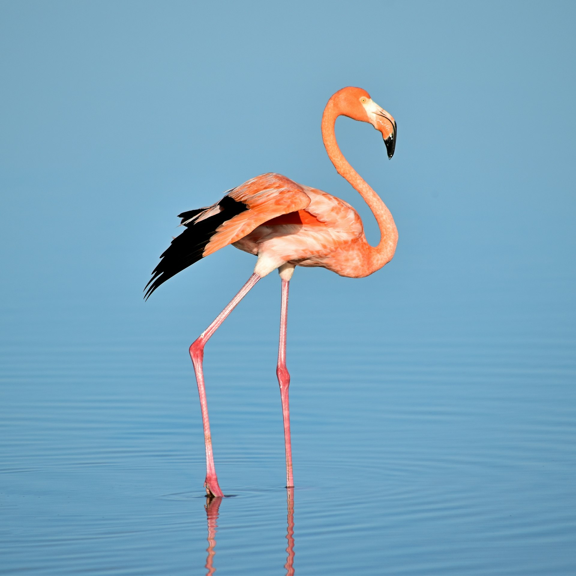 Vankalai (Mannar Bird) Sanctuary — Mannar Travel Guide cover illustration