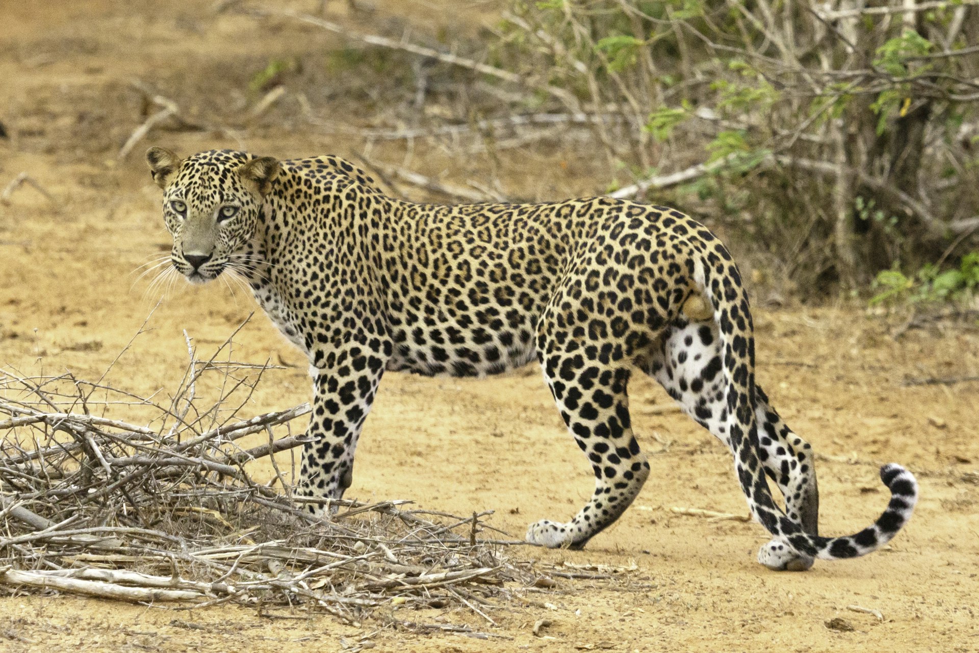 Wilpattu National Park Safari cover photo