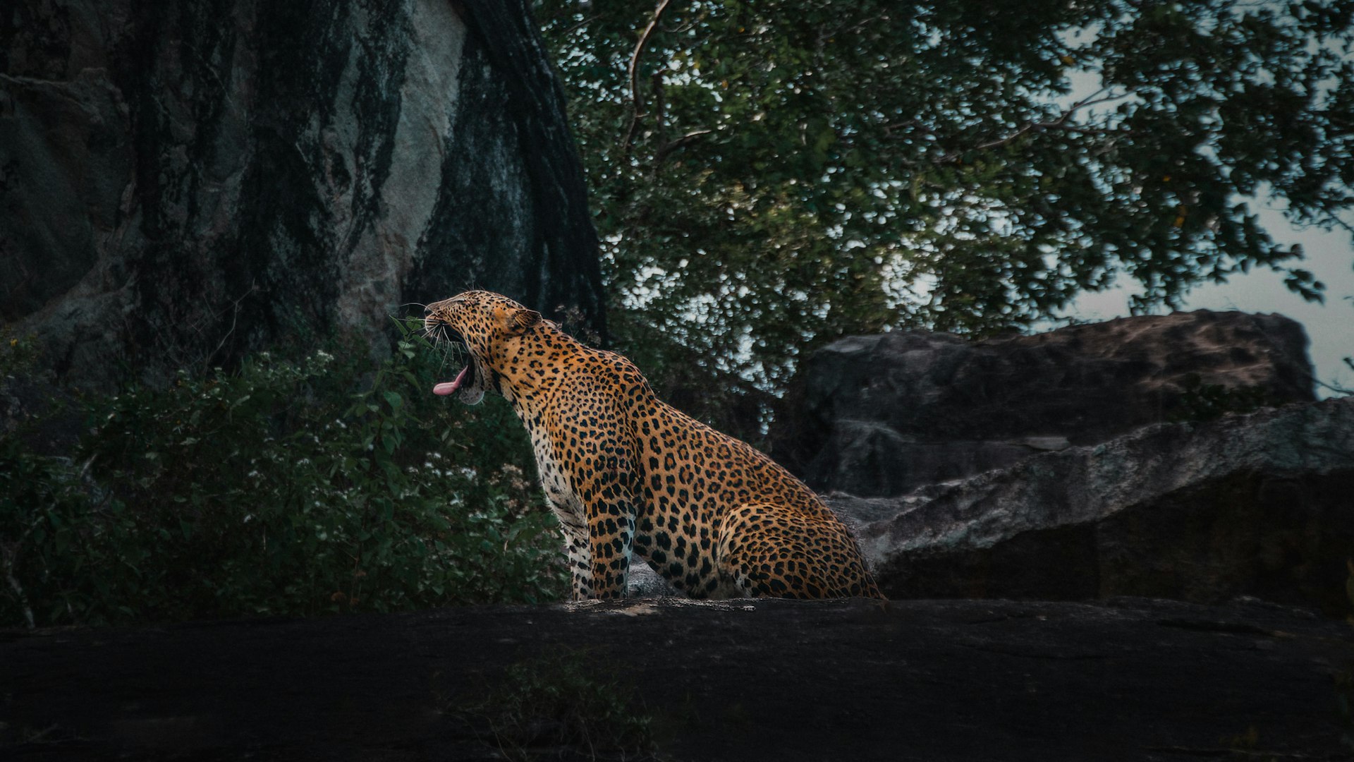 Yala National Park — Hambantota Travel Guide cover illustration