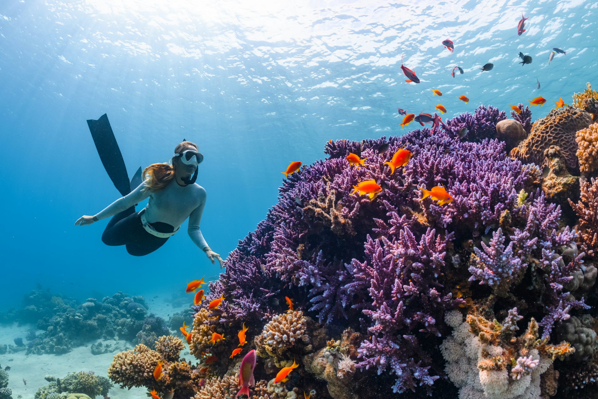 Sri Lanka Dive + Snorkel Guide: Reefs, Wrecks and Turtles — Southern Travel Guide cover illustration
