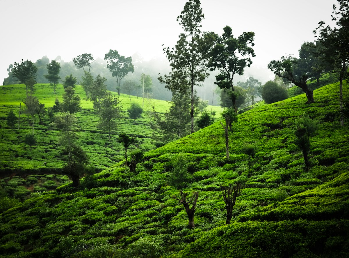 Tea fields near Nuwara Eliya